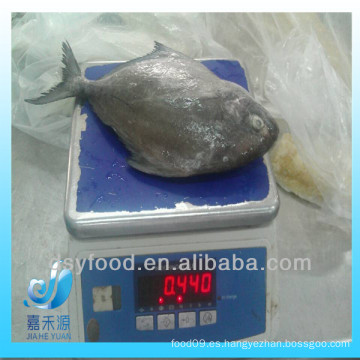 Pomfret negro congelado redondo entero de la alta calidad